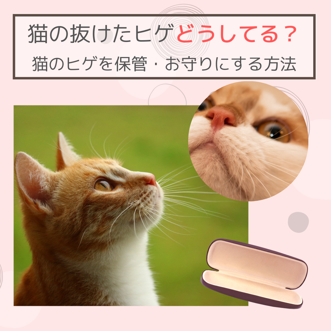 猫のヒゲ刺し オーダーページ - 日用品/インテリア